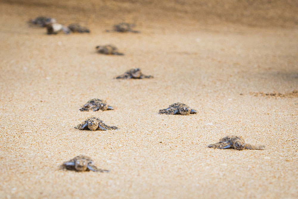 baby-turtles-sand-tangalle-beach