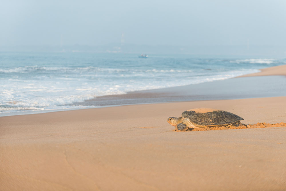 turtle-returning-ocean
